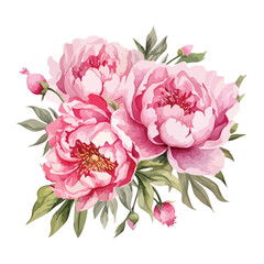 Pink Peony Bouquets Watercolor clipart isolated on white