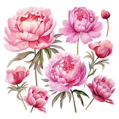 Pink Peony Bouquets Watercolor clipart isolated on white