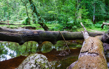 Fallen tree over a river in The New Forest, England