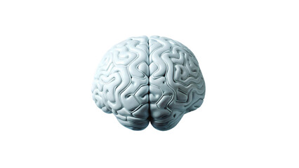 3D rendered human brain illustration on white background, representing anatomy, science, digital and intelligence