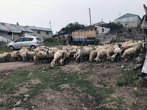 sheep and lambs