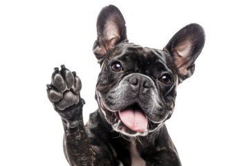 Funny dog with raised high paw showing high five gesture isolated on transparent background. Pet greeting his owner