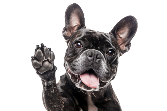 Funny dog with raised high paw showing high five gesture isolated on transparent background. Pet greeting his owner