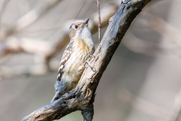 可愛いコゲラ（キツツキ科）。

日本国東京都文京区、小石川植物園にて。
2024年3月16日撮影。

Lovely Japanese pygmy woodpecker (family comprising the woodpeckers) .

At Koishikawa botanical garden, Bunkyo-ku, Tokyo, Japan,
photo by March 16, 2