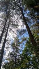 Blue sky between pine trees