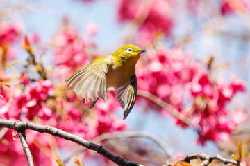 美しいカンヒザクラの間を飛び回って花の蜜を吸う可愛いメジロ（メジロ科）。

日本国東京都文京区、小石川植物園にて。
2024年3月16日撮影。

Lovely Japanese White Eye (Zosterops Japonica, family comprising white eyes) flitting among the beautiful kanhizakura (Cerasus 