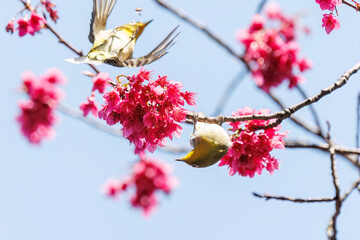 美しいカンヒザクラの間を飛び回って花の蜜を吸う可愛いメジロ（メジロ科）。

日本国東京都文京区、小石川植物園にて。
2024年3月16日撮影。

Lovely Japanese White Eye (Zosterops Japonica, family comprising white eyes) flitting among the beautiful kanhizakura (Cerasus 