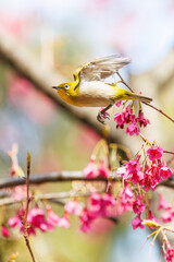 美しいカンヒザクラの間を飛び回って花の蜜を吸う可愛いメジロ（メジロ科）。

日本国東京都文京区、小石川植物園にて。
2024年3月16日撮影。

Lovely Japanese White Eye (Zosterops Japonica, family comprising white eyes) flitting among the beautiful kanhizakura (Cerasus 