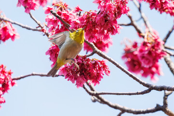 美しいカンヒザクラの間を飛び回って花の蜜を吸う可愛いメジロ（メジロ科）。

日本国東京都文京区、小石川植物園にて。
2024年3月16日撮影。

Lovely Japanese White Eye (Zosterops Japonica, family comprising white eyes) flitting among the beautiful kanhizakura (Cerasus 