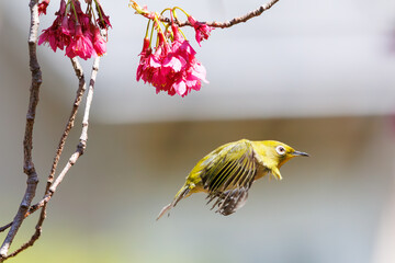 美しいカンヒザクラの間を飛び回って花の蜜を吸う可愛いメジロ（メジロ科）。

日本国東京都文京区、小石川植物園にて。
2024年3月16日撮影。

Lovely Japanese White Eye (Zosterops Japonica, family comprising white eyes) flitting among the beautiful kanhizakura (Cerasus 