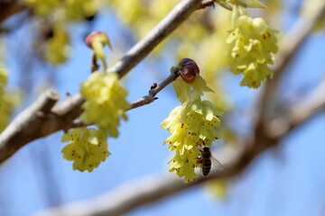 トサミズキの花　春を告げる　（高知県　佐川町　牧野公園