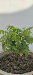 Curry plant pot curry leaves.