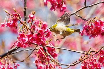 美しいカンヒザクラの間を飛び回って花の蜜を吸う可愛いメジロ（メジロ科）。

日本国東京都文京区、小石川植物園にて。
2024年3月16日撮影。

Lovely Japanese White Eye (Zosterops Japonica, family comprising white eyes) flitting among the beautiful kanhizakura (Cerasus 