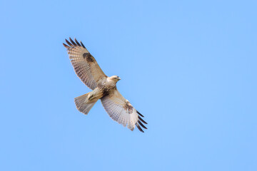飛翔する美しいノスリ（タカ科）。

日本国東京都文京区、小石川植物園にて。
2024年3月16日撮影。

Beautiful Eastern Buzzard (Buteo japonicus, family comprising hawks) in flight.

At Koishikawa botanical garden, Bunkyo-ku, Tokyo, Japan,
photo by 