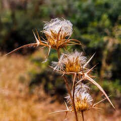 A dry Marian's blessed thistle stands in a summer sun-burned meadow. Mediterranean nature scene.