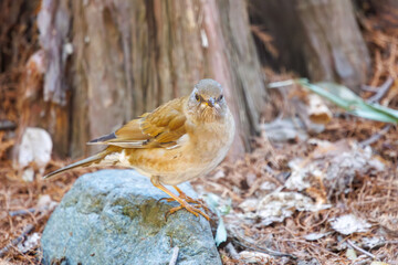 餌を探す可愛いシロハラ（ヒタキ科）。

日本国東京都文京区、小石川植物園にて。
2024年3月16日撮影。

Lovely Pale Thrush (Turdus pallidus, family comprising thrushes) looking for food.

At Koishikawa botanical garden, Bunkyo-ku, Tokyo, Japan,
phot