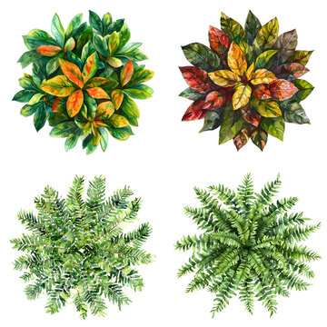 set of home plants, top view, isolated background PNG