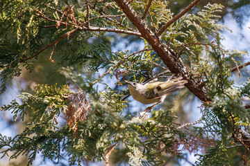 松の木で餌を探す、日本最小の鳥、可愛いキクイタダキ（ウグイス科）。

日本国東京都文京区、小石川植物園にて。
2024年3月16日撮影。

Japan's smallest bird, the lovely Goldcrest (Cercopithecus cephus) in Searching for food in a pine tree.

At Koishikawa botanical 
