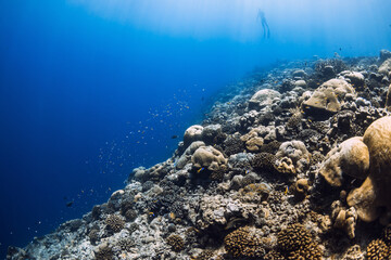 Tropical reef underwater in transparent ocean. Underwater view of corals