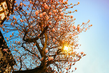 Magnolien in voller Blüte Magnolia Blossom an einem Magnolienbaum