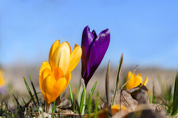 Close-up of blooming colorful crocuses in the park.