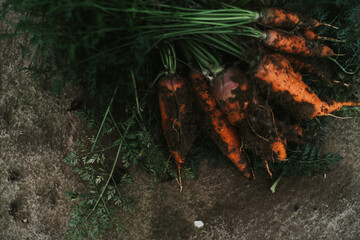 Harvested carrots with soil