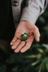 Person harvesting brussels sprouts on field