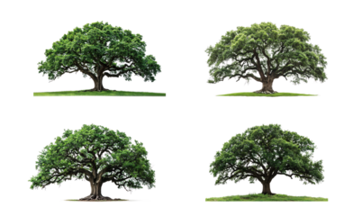 Four different trees are shown in a row, all of which are green and leafy. The trees are all of different sizes, with the largest one being the middle one