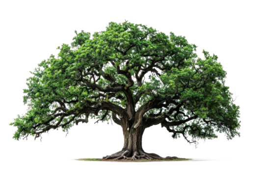 A large tree with green leaves and a brown trunk. The tree is the main focus of the image and it is very old. The tree is surrounded by a white background, which makes it stand out even more