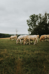 Naklejka na ściany i meble White cows in a countryside landscape with trees and green grass