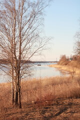 the embankment with yellow old grass with a tree without leaves the river is blue the sky is blue