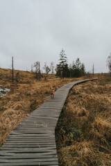 Landscape with path in autumn