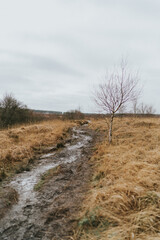 Landscape with tree in autumn