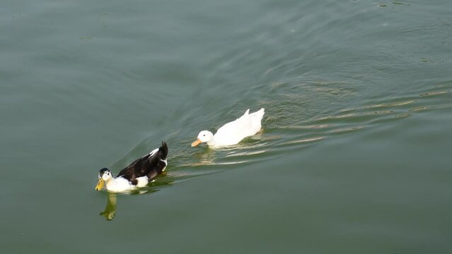 Ducks in Bindu Sarovar lake at Bhubaneshwar, India