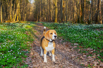 a beagle dog in the spring forest, surrounded by forest flowers and trees.