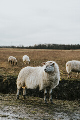 Sheep in a natural landscape