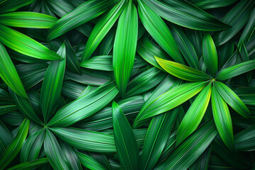 Tropical leaves Monstera background. Flat lay, top view
