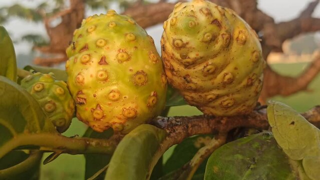 noni fruits