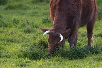 Vache dans un pré en Bretagne - France