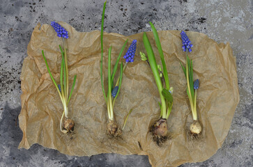 Four spring bulbs and flowers on a craft paper, grape hyacinths, gardening, top view. 