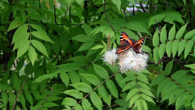 Couple of butterflies on fragrant spiraea flowers gobbling and enjoying sunny summer day and socializing together.