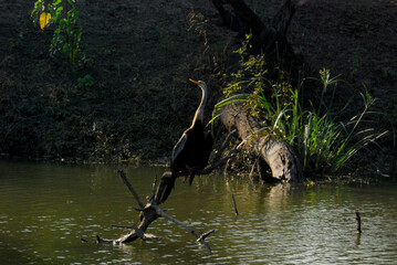 Anhinga