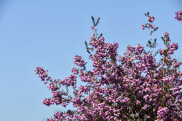 ジャノメエリカ