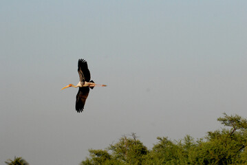 Painted stork