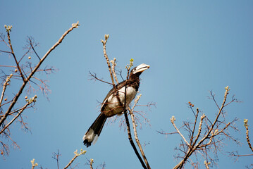 Oriental pied hornbill