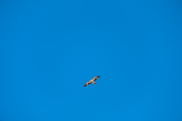 Hieraetus pennatus. Booted Eagle in flight with blue sky with clouds in the background.