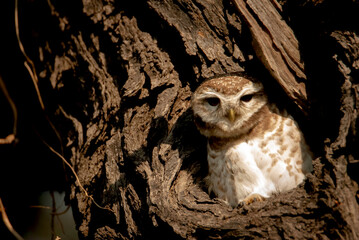 Spotted owlet