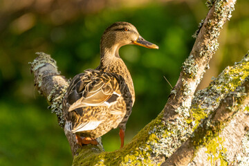 A duck is perched on a tree branch