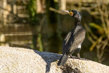 A black bird with a yellow beak stands on a rock