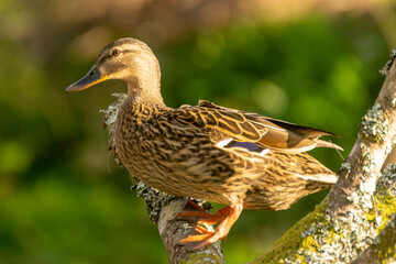 A duck is perched on a tree branch